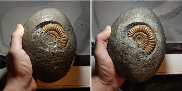 Fossil preparation of an Arnioceras ammonite from Charmouth, UK - ZOIC PalaeoTech