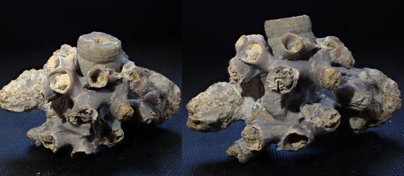Surprising things you can learn from unremarkable looking fossils - ZOIC PalaeoTech